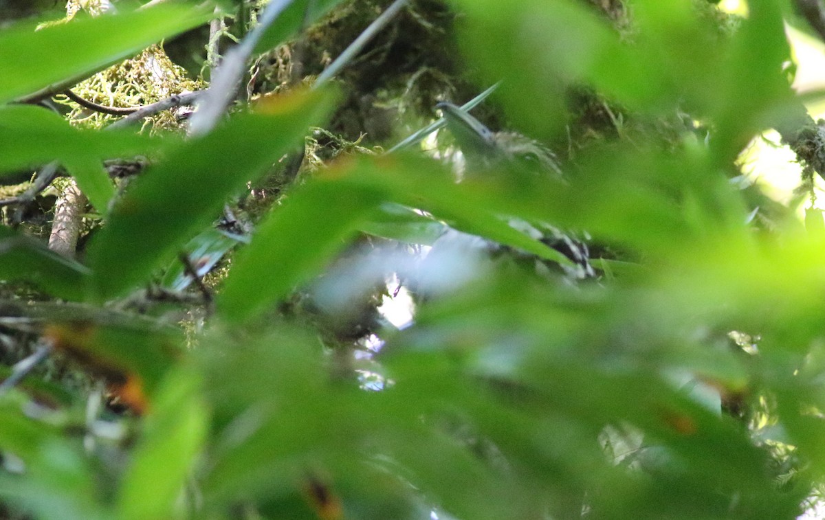 Spot-backed Antshrike - ML165419531