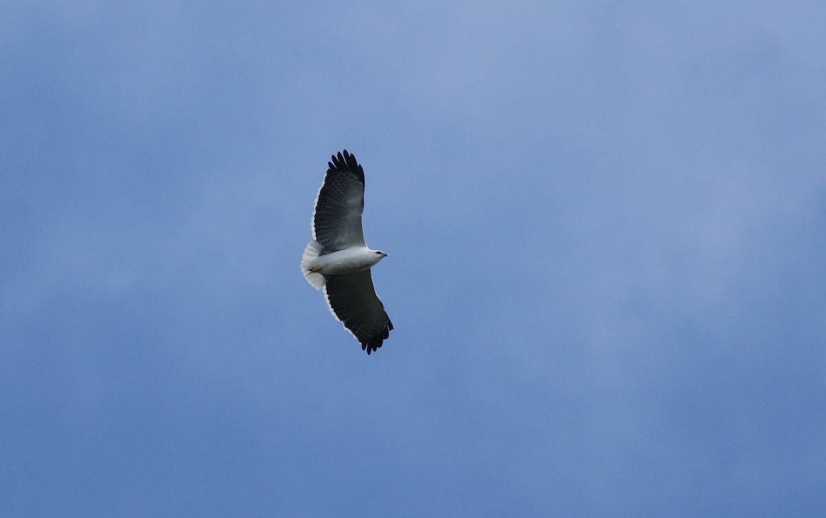 Mantled Hawk - ML165419541