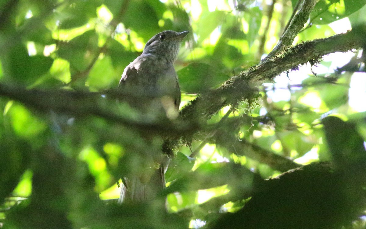 Guardabosques Lanioide - ML165419591