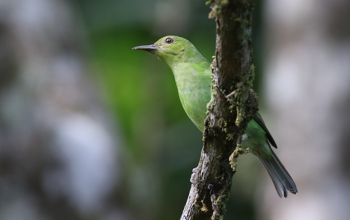 Green Honeycreeper - ML165420071