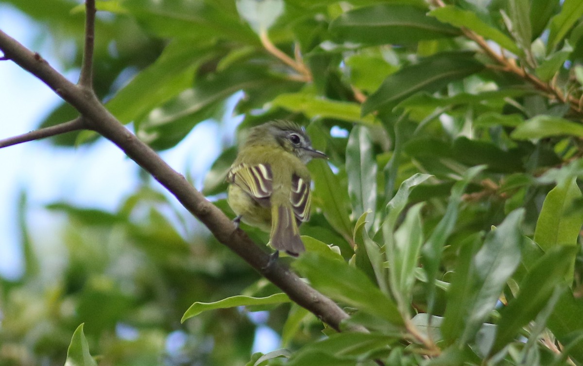 Yellow-olive Flatbill (Mato Grosso) - ML165420141