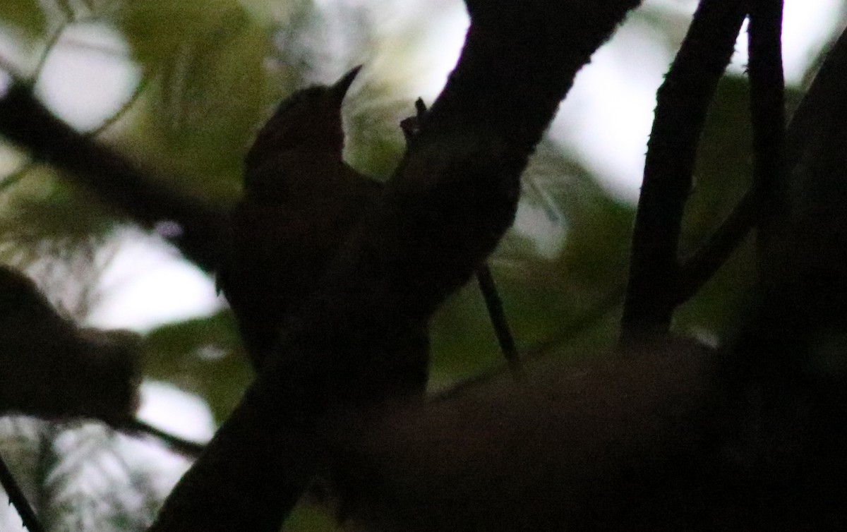 Black-capped Foliage-gleaner - ML165420351