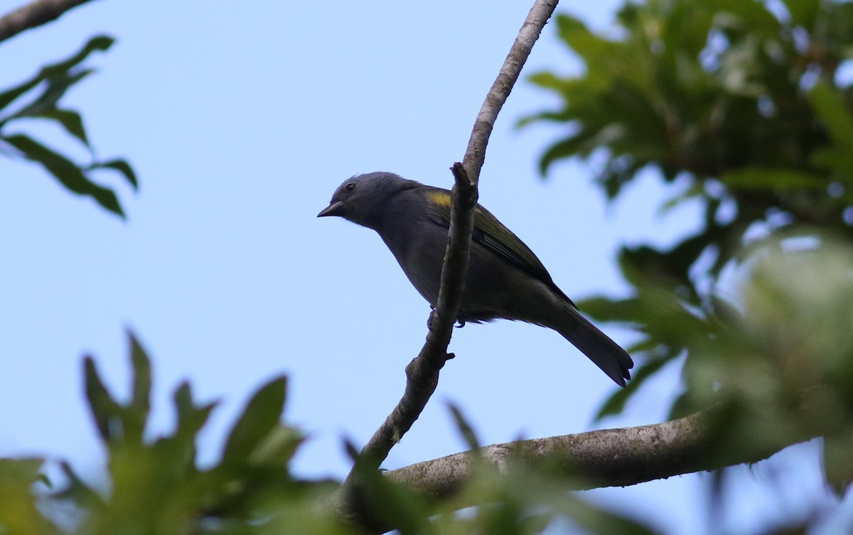 Golden-chevroned Tanager - ML165420381