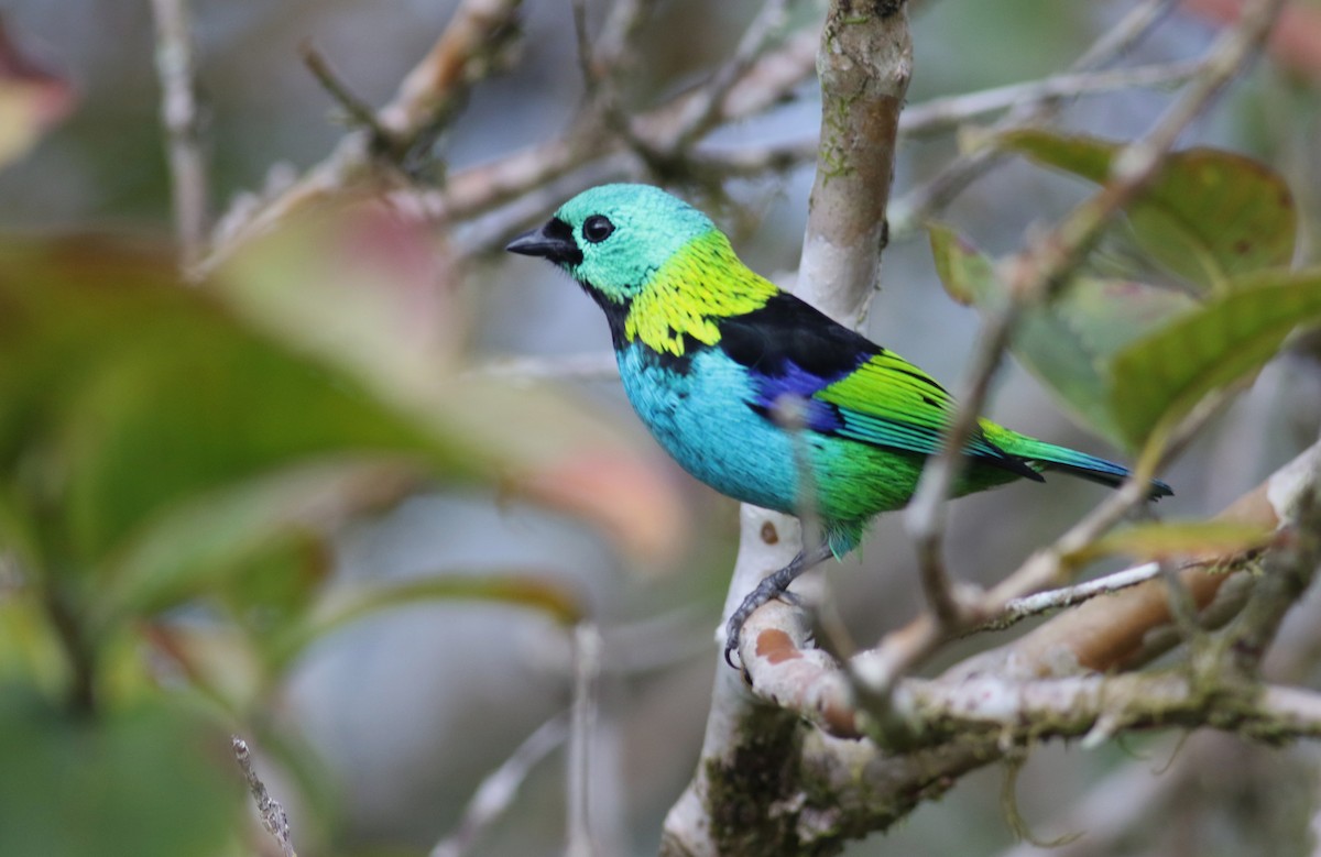 Green-headed Tanager - Anton Liebermann