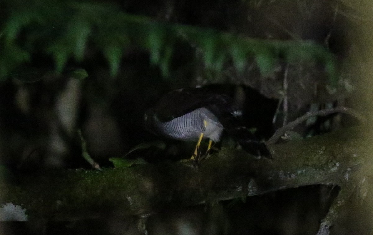 Barred Forest-Falcon - ML165420751