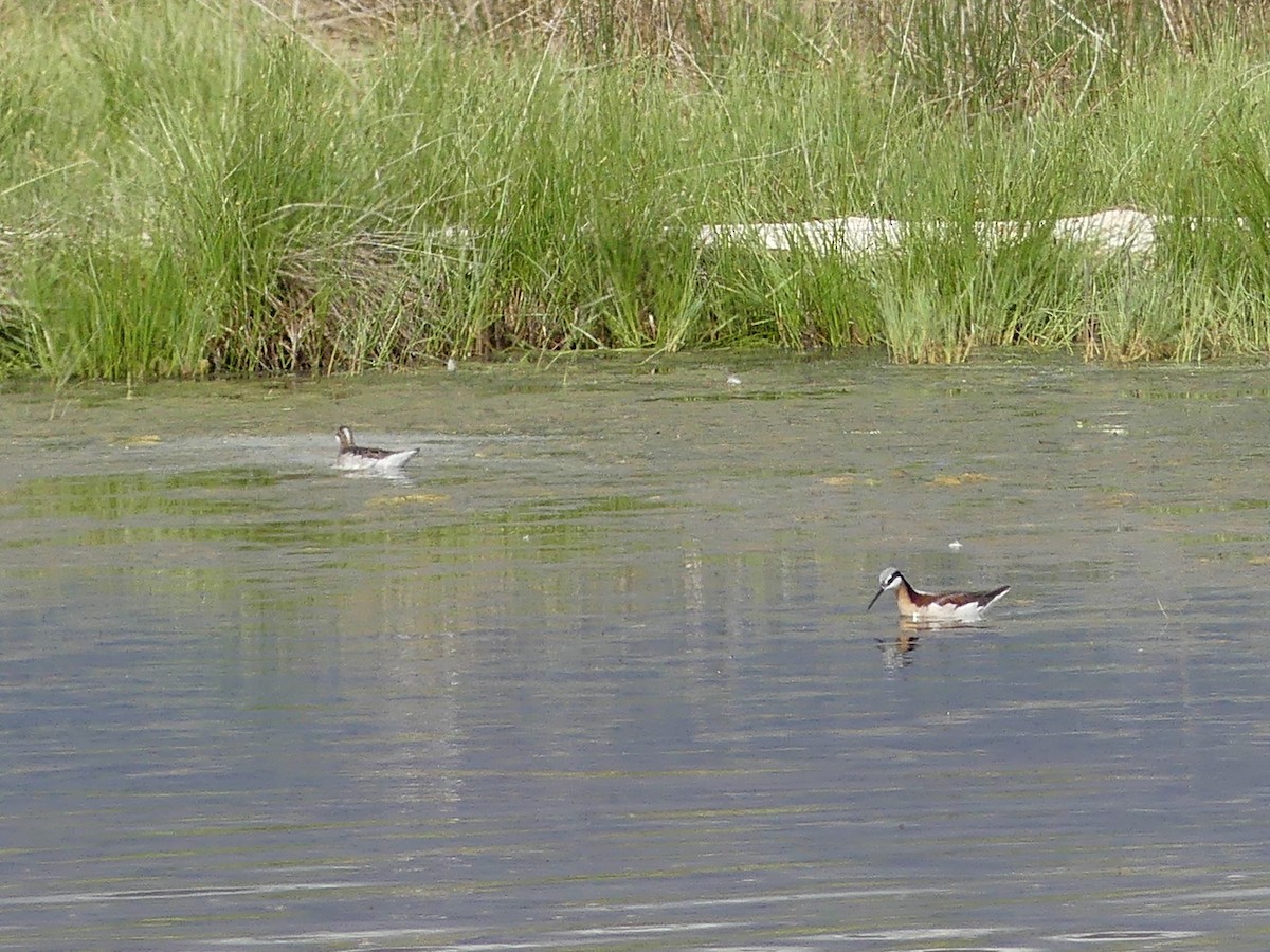 Wilson's Phalarope - ML165421131