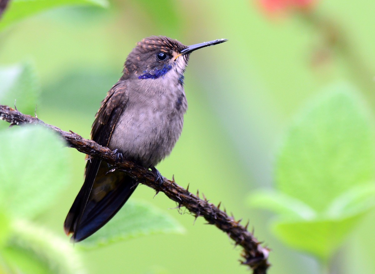 Brown Violetear - Charles Hundertmark