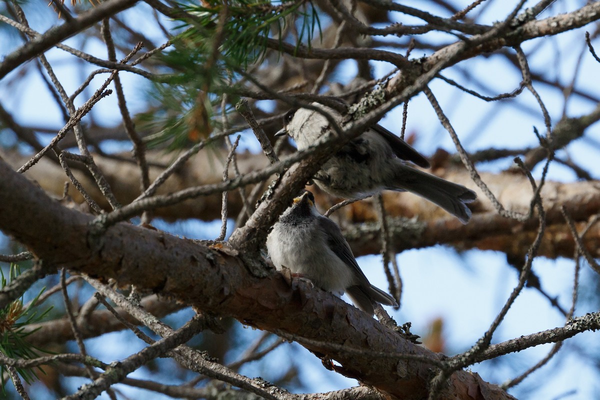 Willow Tit - ML165421691