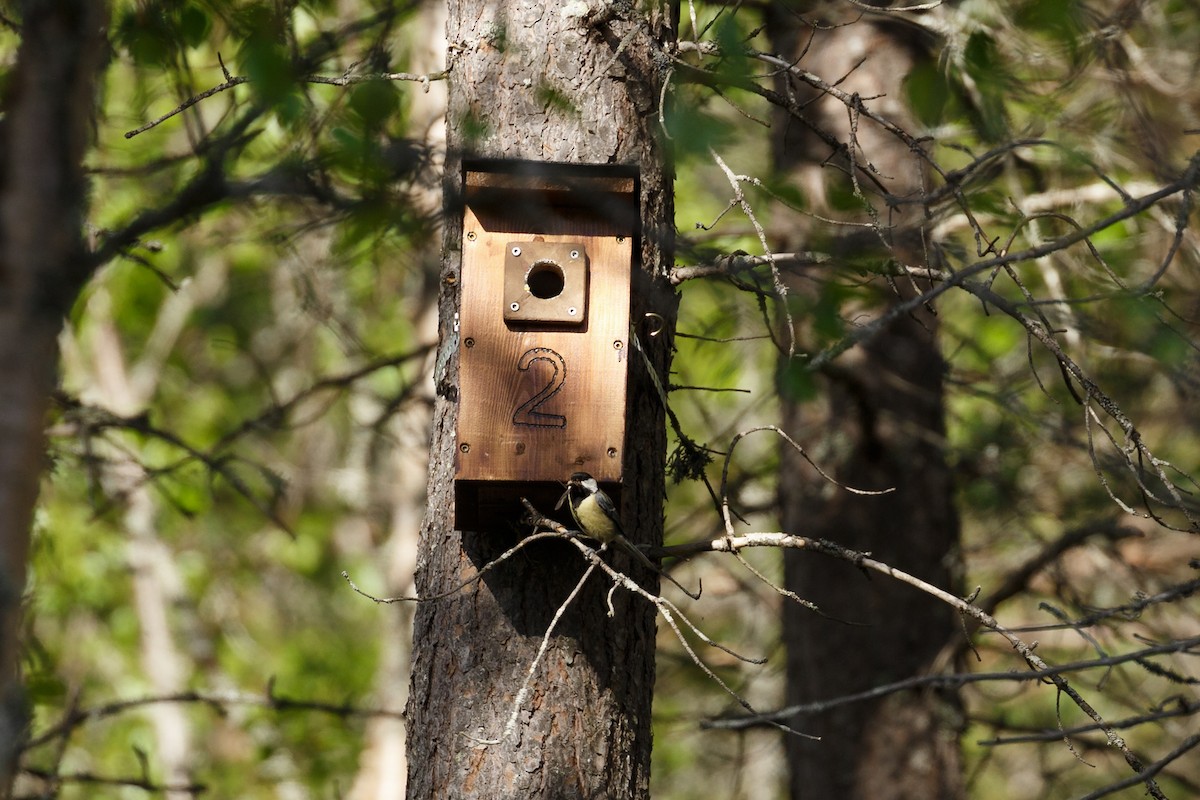 Great Tit - ML165421721