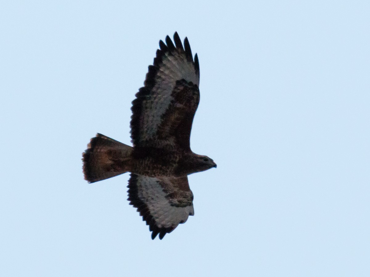 Common Buzzard - ML165421791