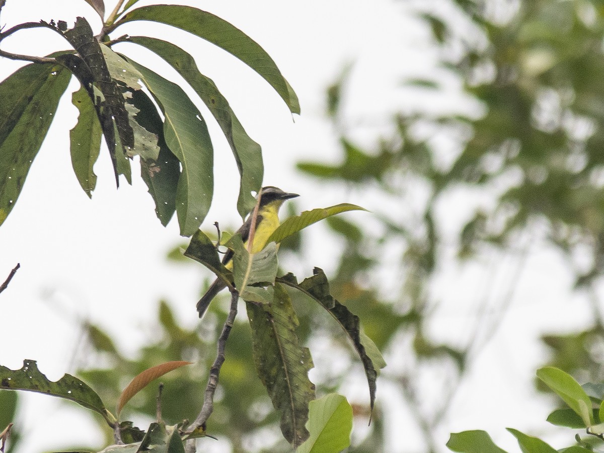 Three-striped Flycatcher - ML165422091