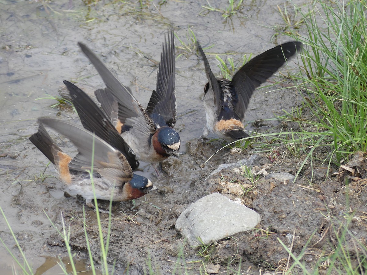 Cliff Swallow - ML165422271