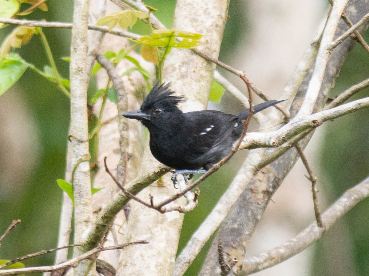 Glossy Antshrike - ML165422341