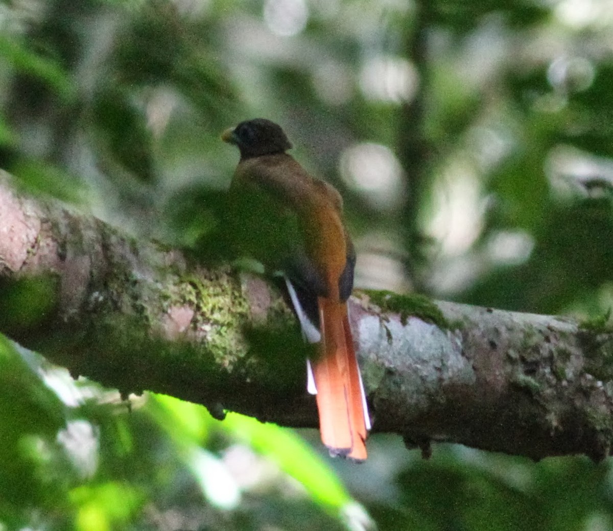 Philippine Trogon - ML165422471