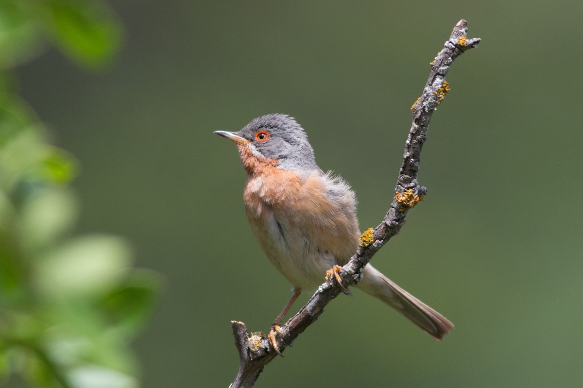 Western Subalpine Warbler - ML165422531