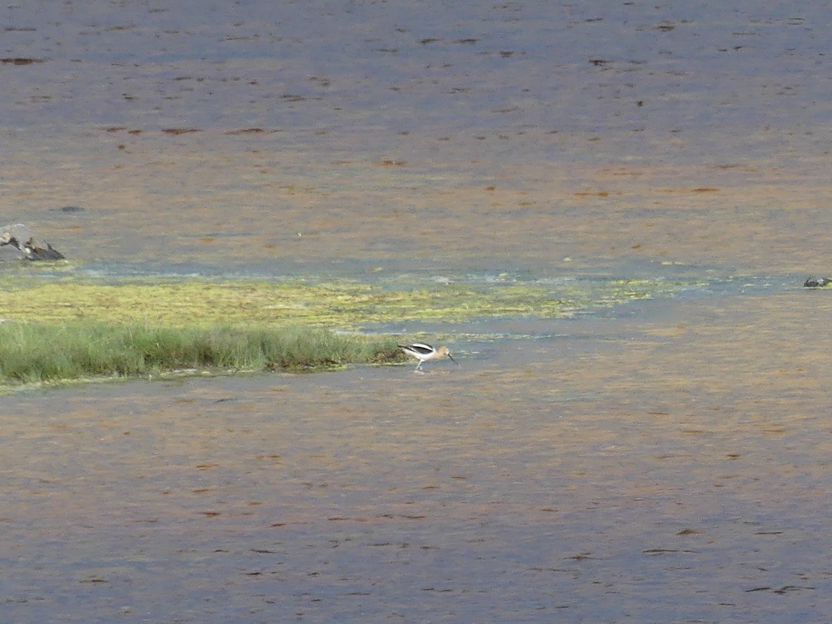 Avocette d'Amérique - ML165422991