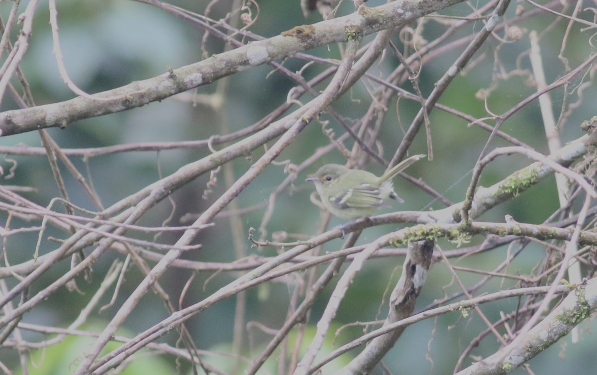 Bahia Tyrannulet - ML165423431