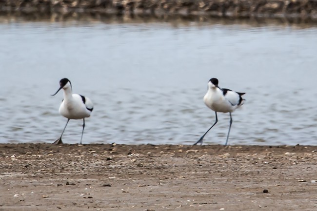 Pied Avocet - ML165423461