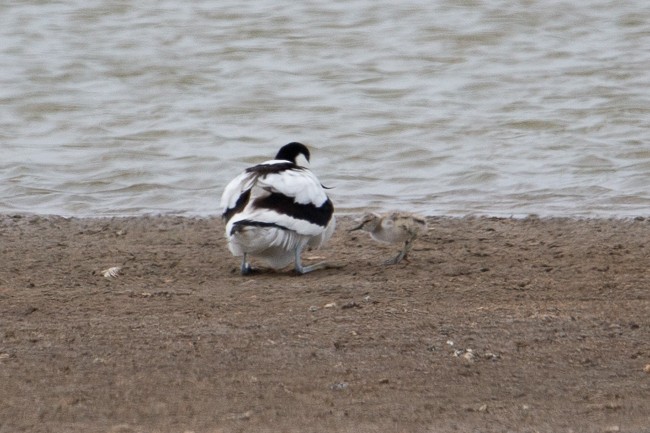 Pied Avocet - ML165423471