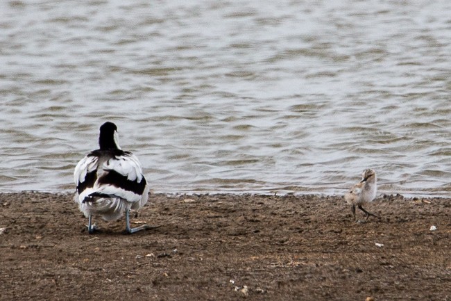 Pied Avocet - ML165423511