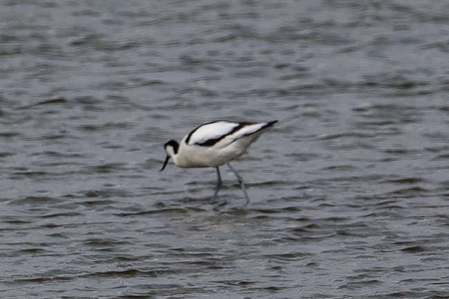 Pied Avocet - ML165423541