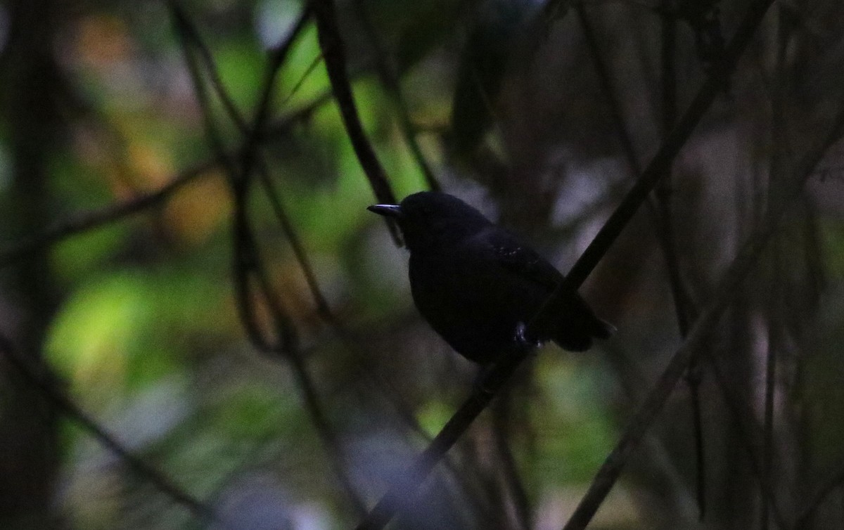 Plumbeous Antvireo - ML165424001