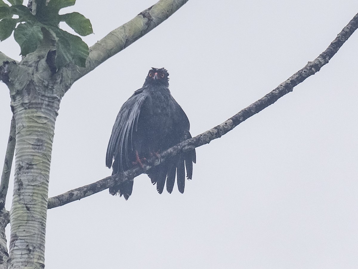 Slate-colored Hawk - ML165424861