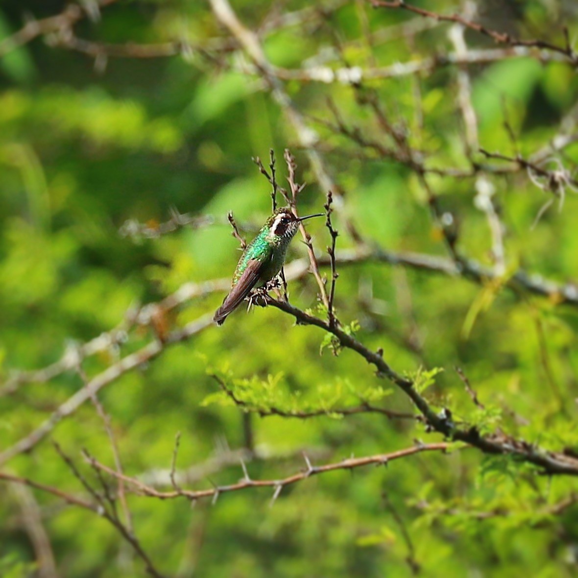 White-eared Hummingbird - ML165424901