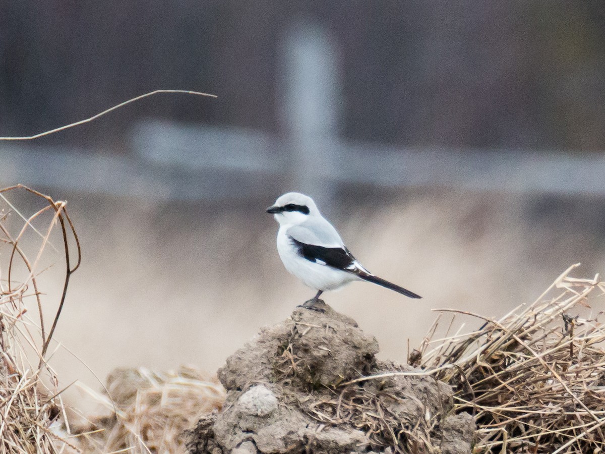 Great Gray Shrike - ML165424981