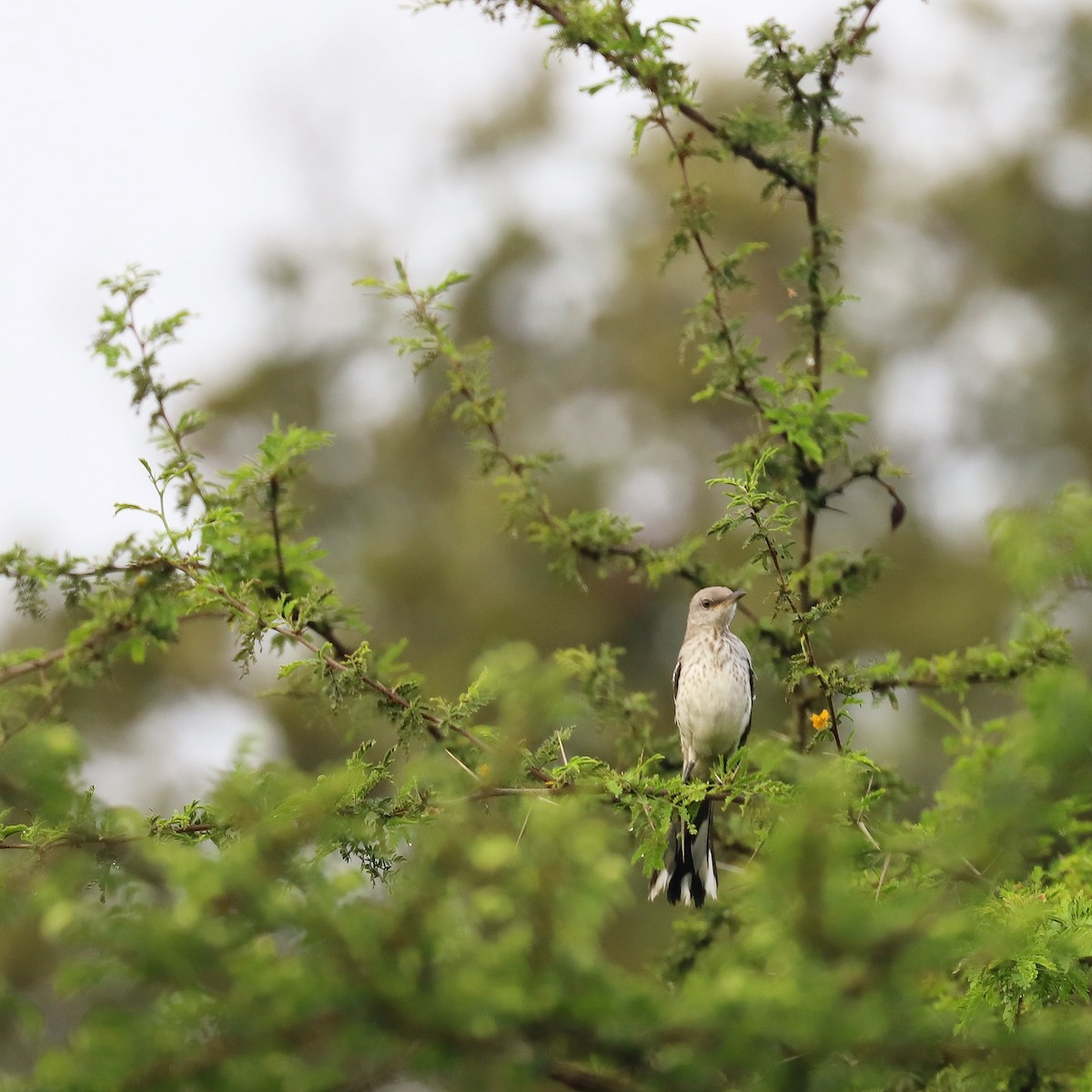 Tropical Mockingbird - ML165425151