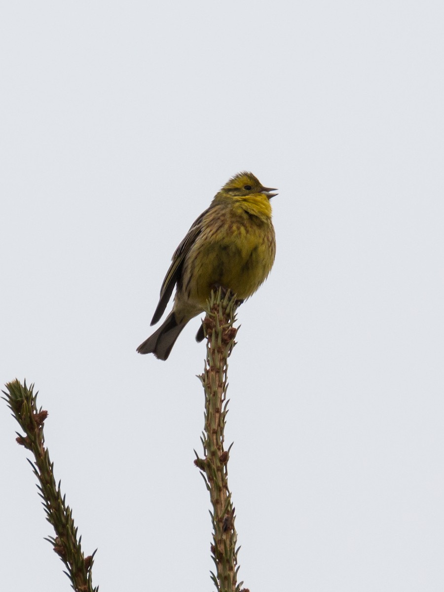 Yellowhammer - Dina Nesterkova