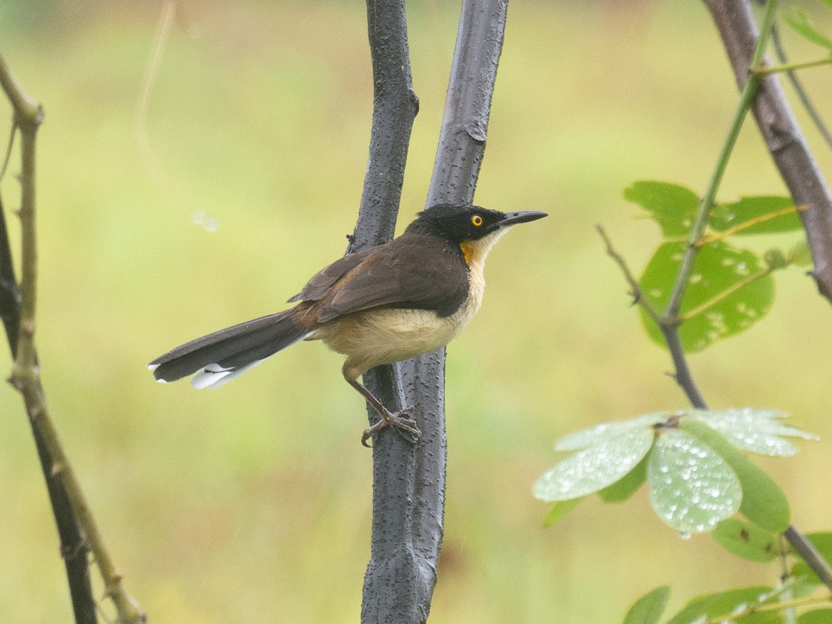 Black-capped Donacobius - ML165425591