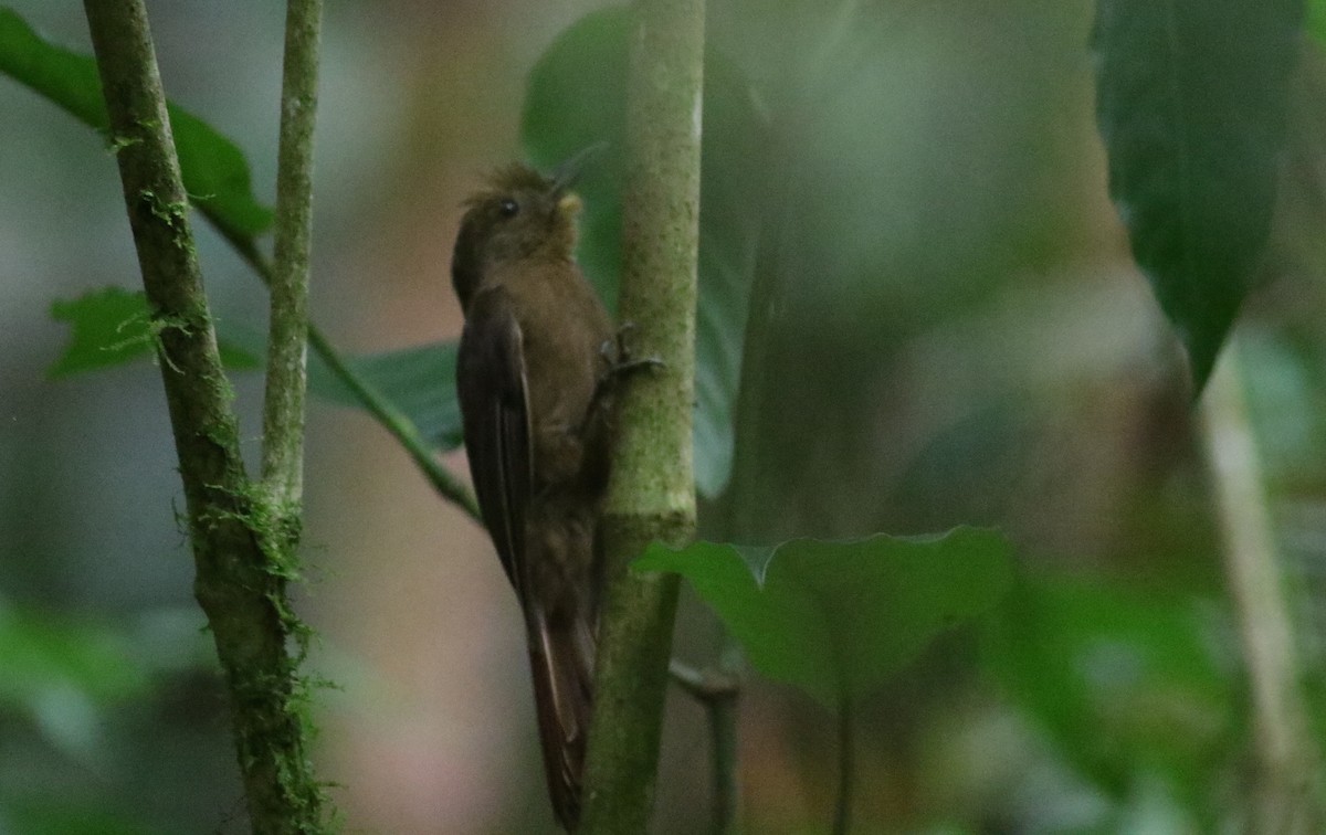 Plain-winged Woodcreeper (Plain-winged) - ML165425651