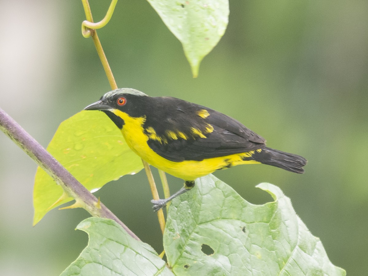 Dacnis Ventriamarillo - ML165426021