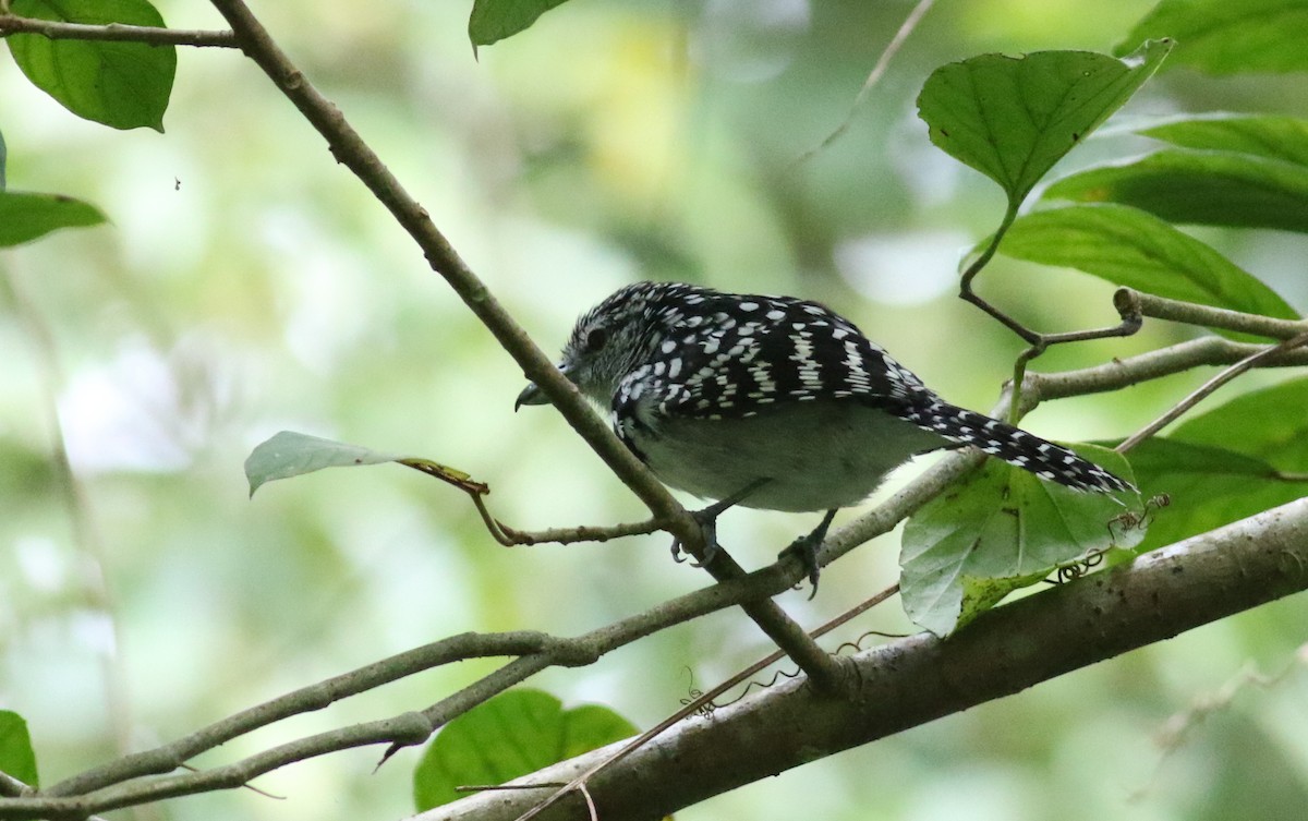 Spot-backed Antshrike - ML165426071