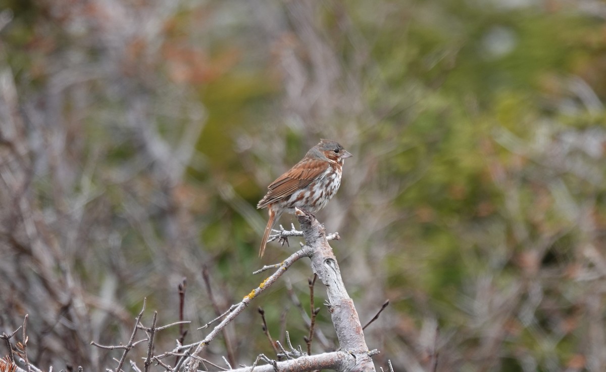 Fox Sparrow - ML165426391