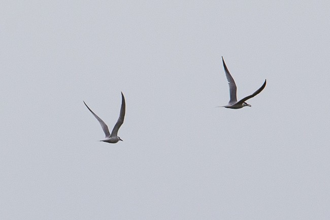 Sandwich Tern - ML165426421