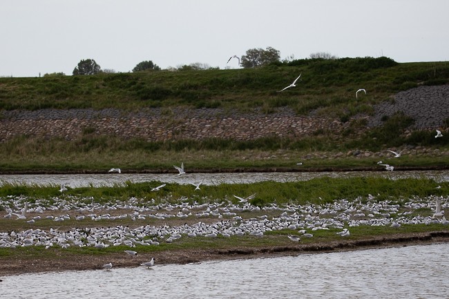 Sandwich Tern - ML165426431