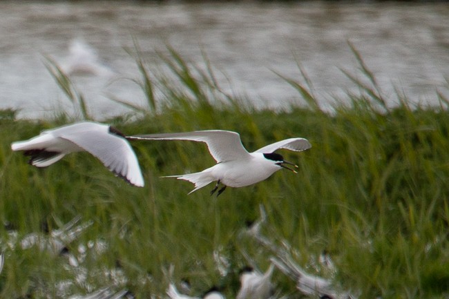 Sandwich Tern - ML165426441