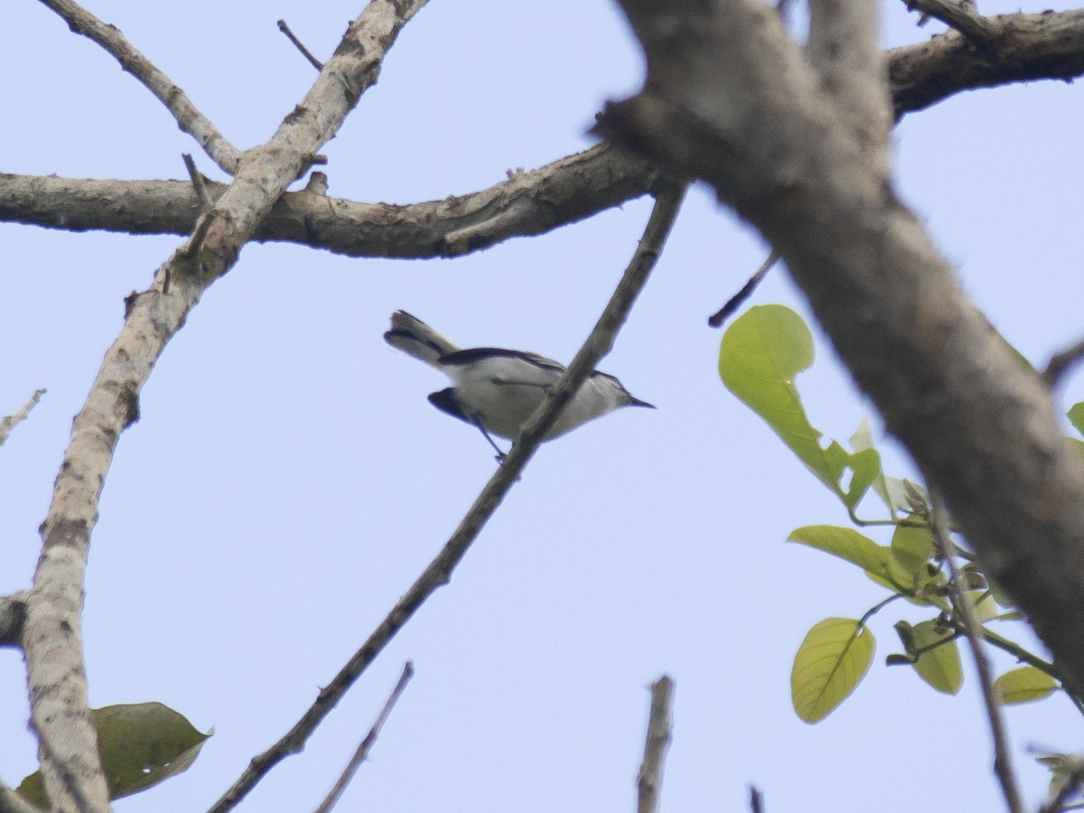 Tropical Gnatcatcher - ML165426501