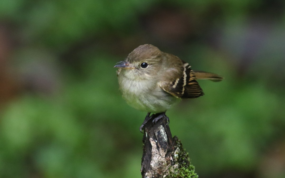 Euler's Flycatcher (Euler's) - ML165427361