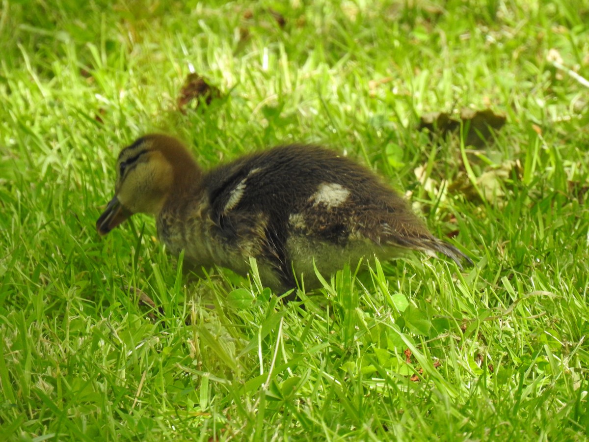 Mandarin Duck - ML165429821