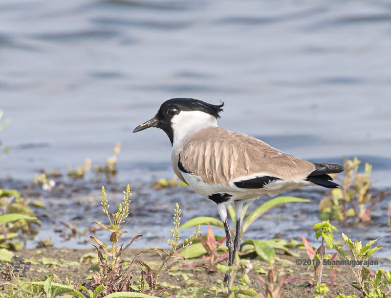 River Lapwing - Anonymous