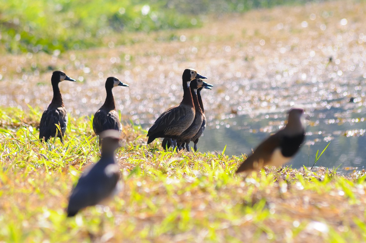 White-faced Whistling-Duck - ML165431391