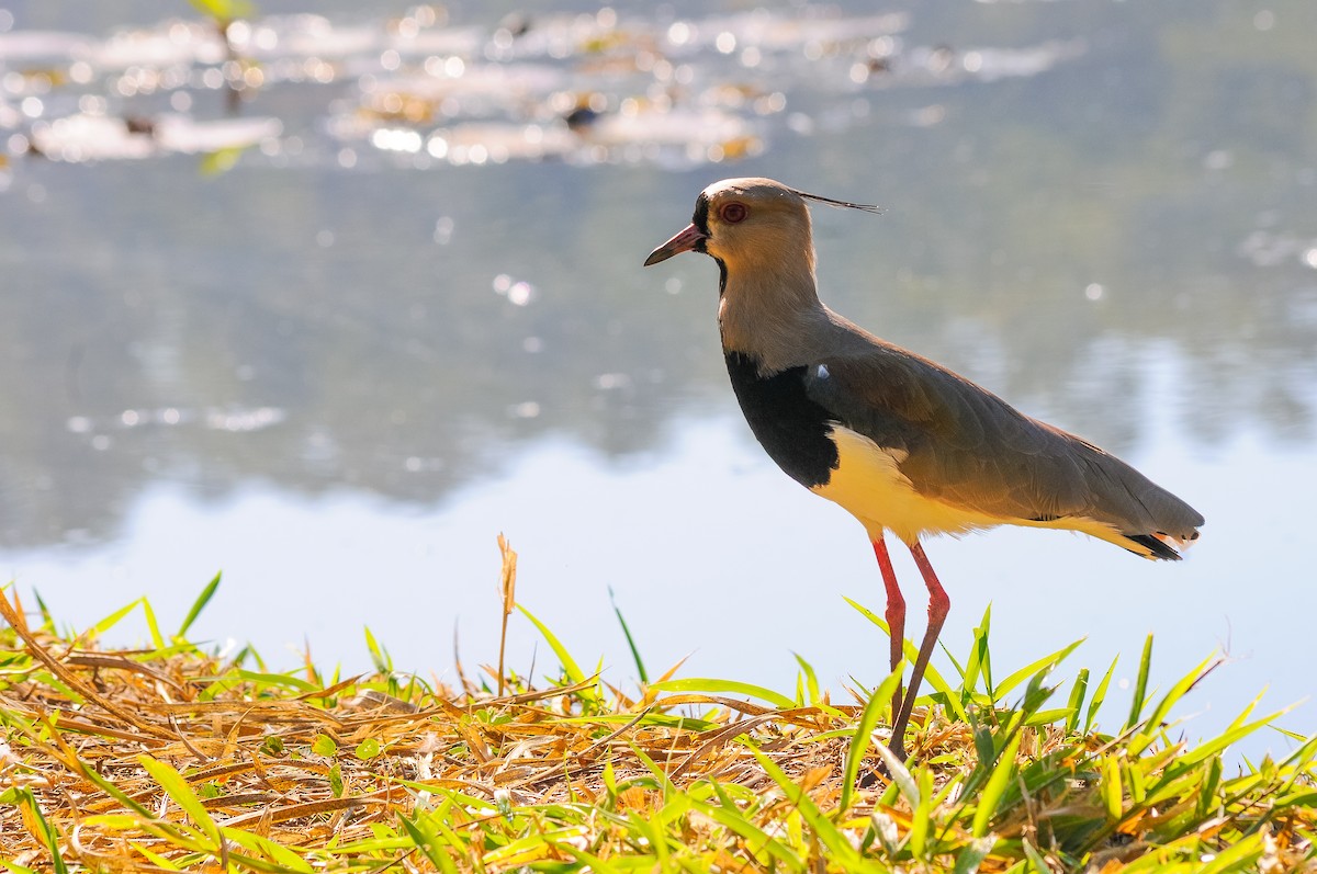 Southern Lapwing - ML165431791