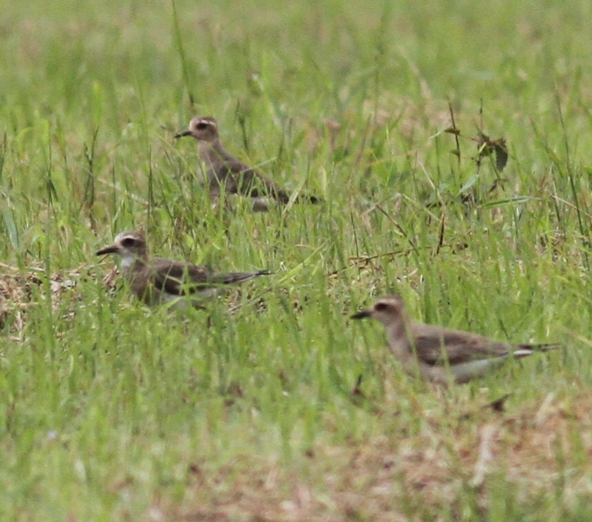 Oriental Plover - ML165432411