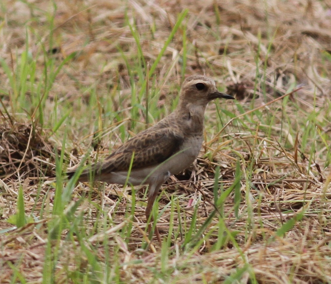 Oriental Plover - ML165432451