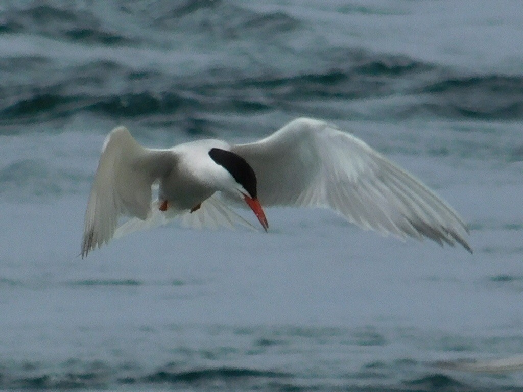 Sterna comune - ML165432571