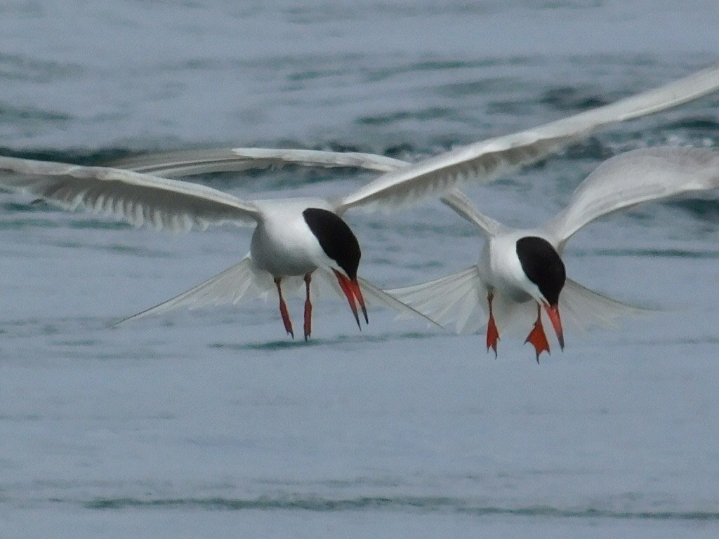 Sterna comune - ML165432581