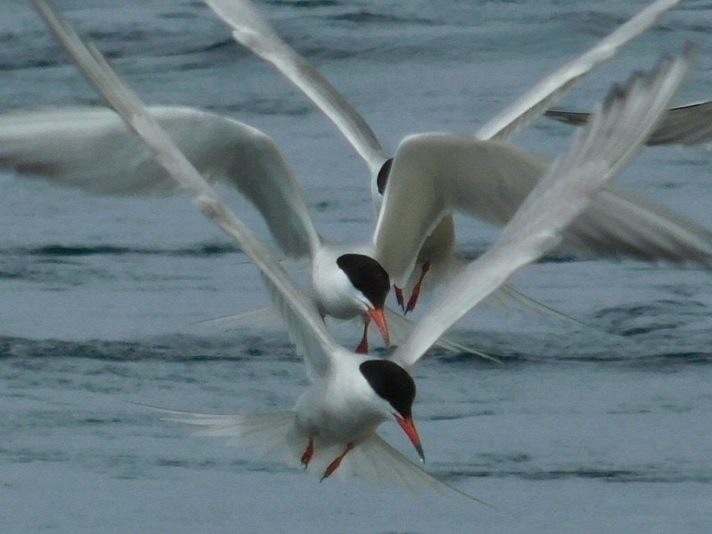 Sterna comune - ML165432591